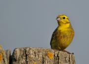 Emberiza citrinella