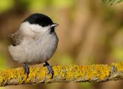 Poecile palustris