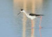 Himantopus himantopus