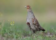 Perdix perdix