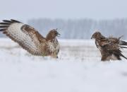 Buteo buteo