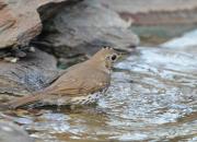 Turdus philomelos