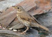Turdus philomelos