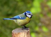 Cyanistes caeruleus