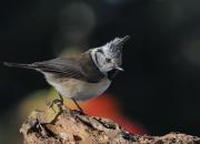 Lophophanes cristatus