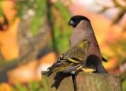 Carduelis spinus
