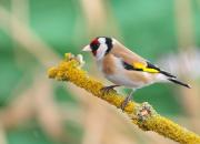 Carduelis carduelis