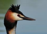 Podiceps cristatus