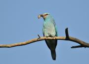 Coracias garrulus
