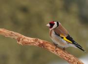Carduelis carduelis
