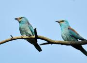 Coracias garrulus