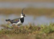 Vanellus vanellus