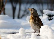 Turdus pilaris