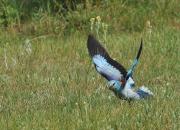 Coracias garrulus