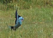 Coracias garrulus