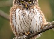 Glaucidium passerinum