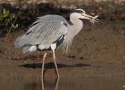 Ardea cinerea