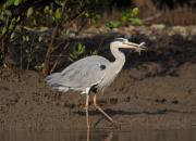 Ardea cinerea