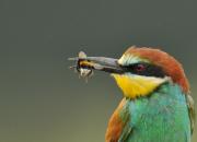 Merops apiaster