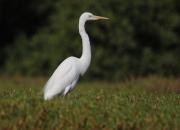 Egretta alba