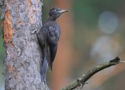 Dryocopus martius