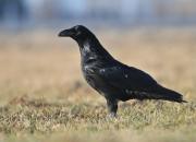 Corvus corax
