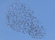Sturnus vulgaris