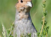 Perdix perdix