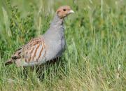 Perdix perdix