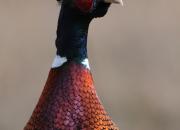 Phasianus colchicus