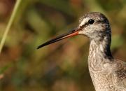 Tringa erythropus