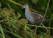 Porzana pusilla
