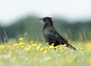 Corvus corone