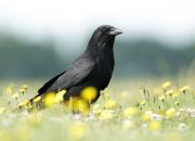 Corvus corone