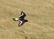 Haematopus ostralegus
