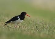 Haematopus ostralegus