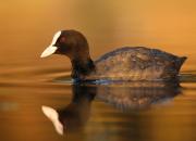 Fulica atra