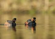 Podiceps nigricollis