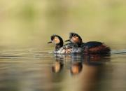 Podiceps nigricollis