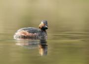 Podiceps nigricollis