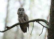Strix nebulosa