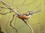 Fringilla coelebs