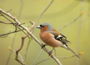 Fringilla coelebs