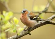 Fringilla coelebs