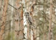 Strix nebulosa
