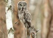 Strix nebulosa