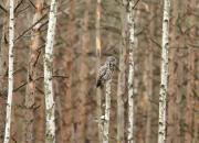 Strix nebulosa