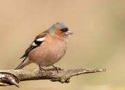 Fringilla coelebs