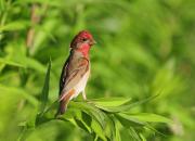 Carpodacus erythrinus
