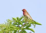 Carpodacus erythrinus